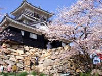 浜松城と桜の写真